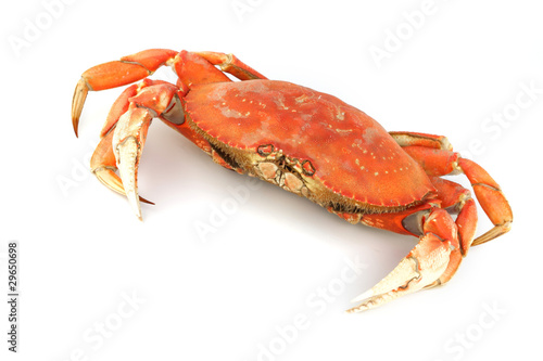 dungeness crab