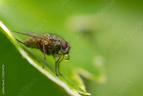 Fly with a water droplet in its mouth