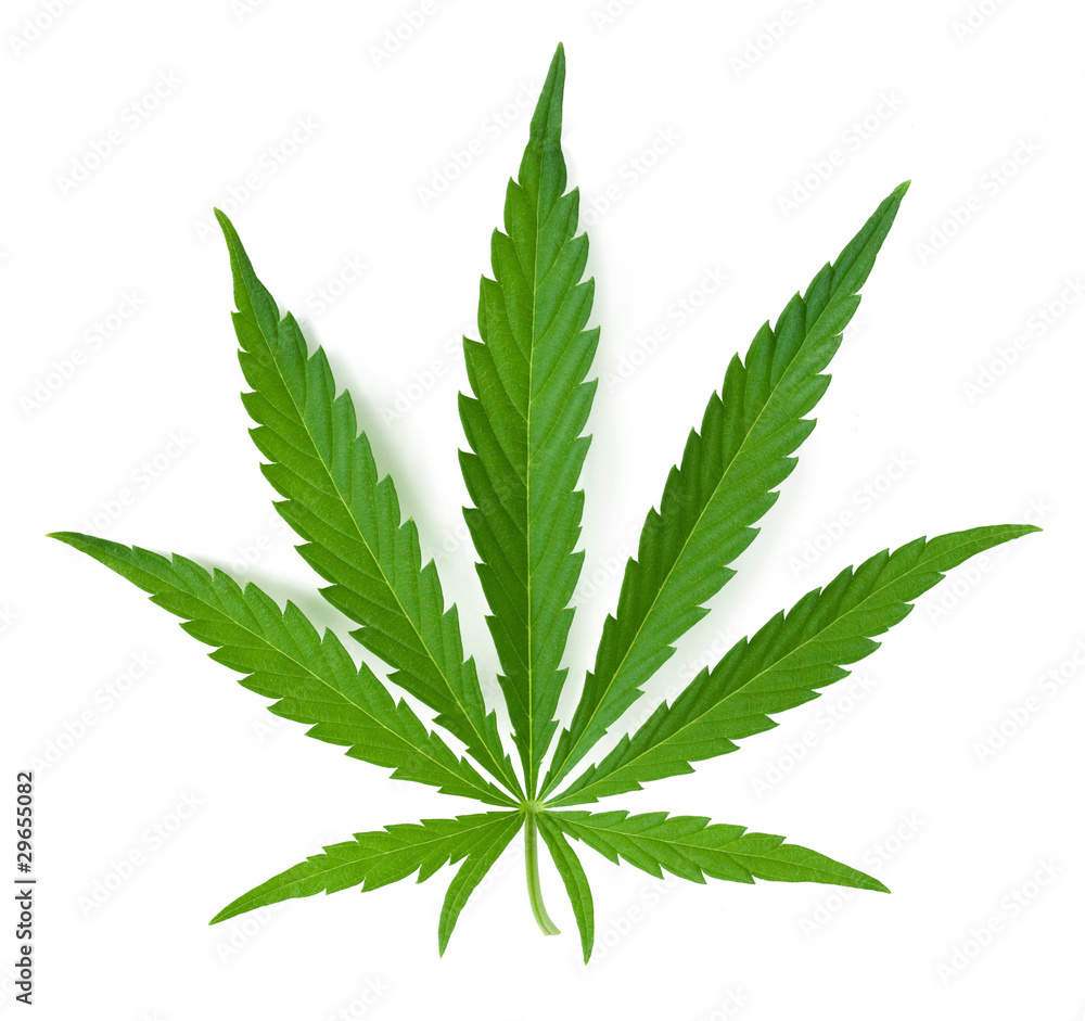 Cannabis leaf Cannabis leaf