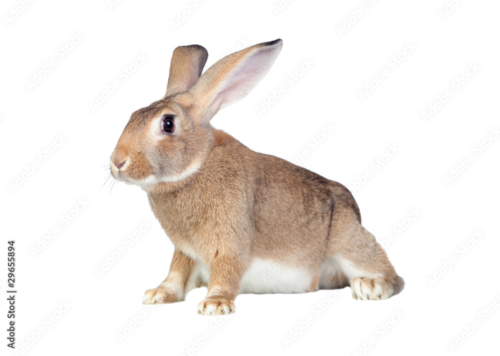 Fototapeta premium Nice brown bunny