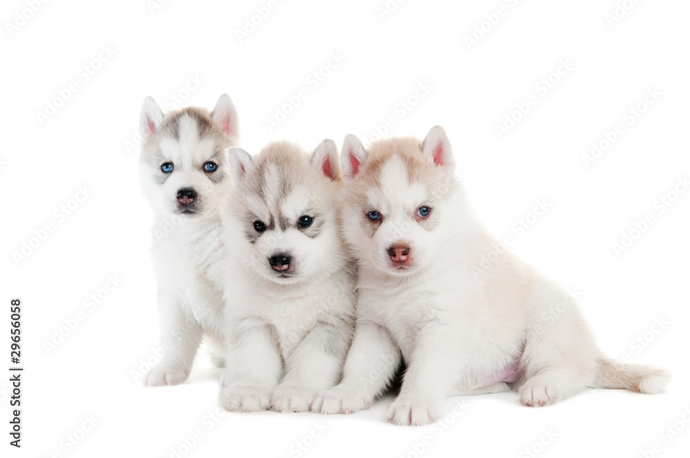 Three Siberian husky puppy isolated Three Siberian husky puppy isolated