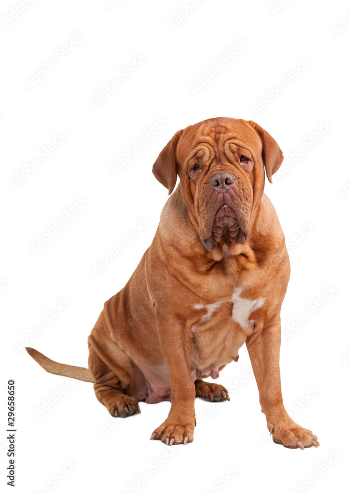 Sitting Wise Wrinkled Attentive French Mastiff Looking at Camera
