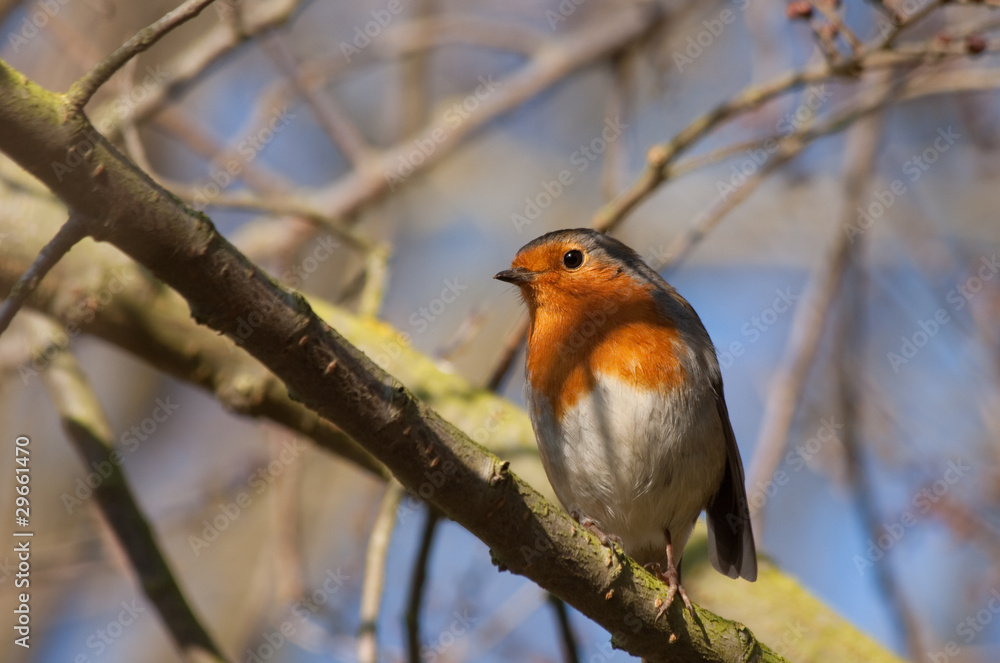 Fototapeta premium European Robin Redbreast perched on a branch