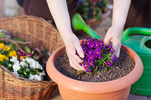 frau pflanzt blume in granulat