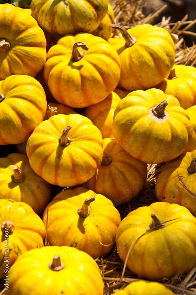 pumpkin in thai farm festival pumpkin in thai farm festival