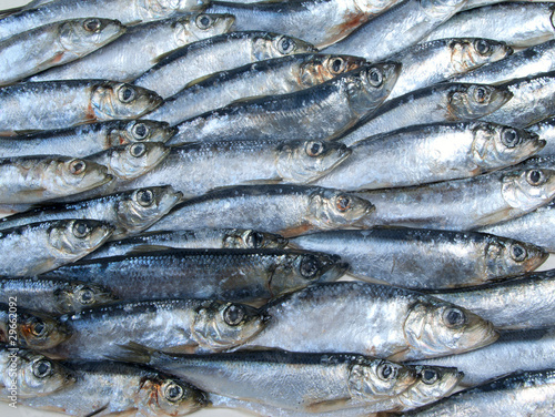 Photography fresh herring fished