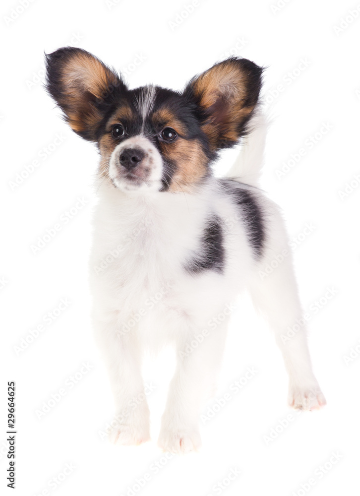 Fototapeta premium Puppy Papillon