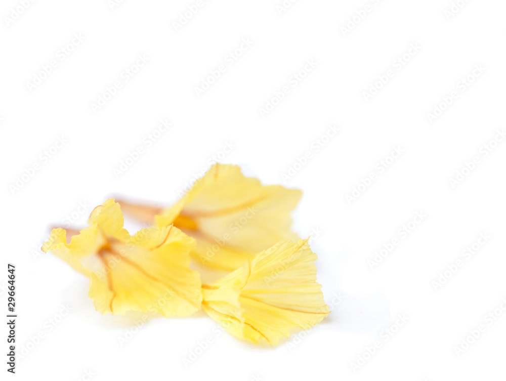 Fototapeta premium Yellow statice flowers on white background