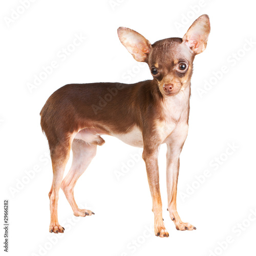 Russian toy terrier