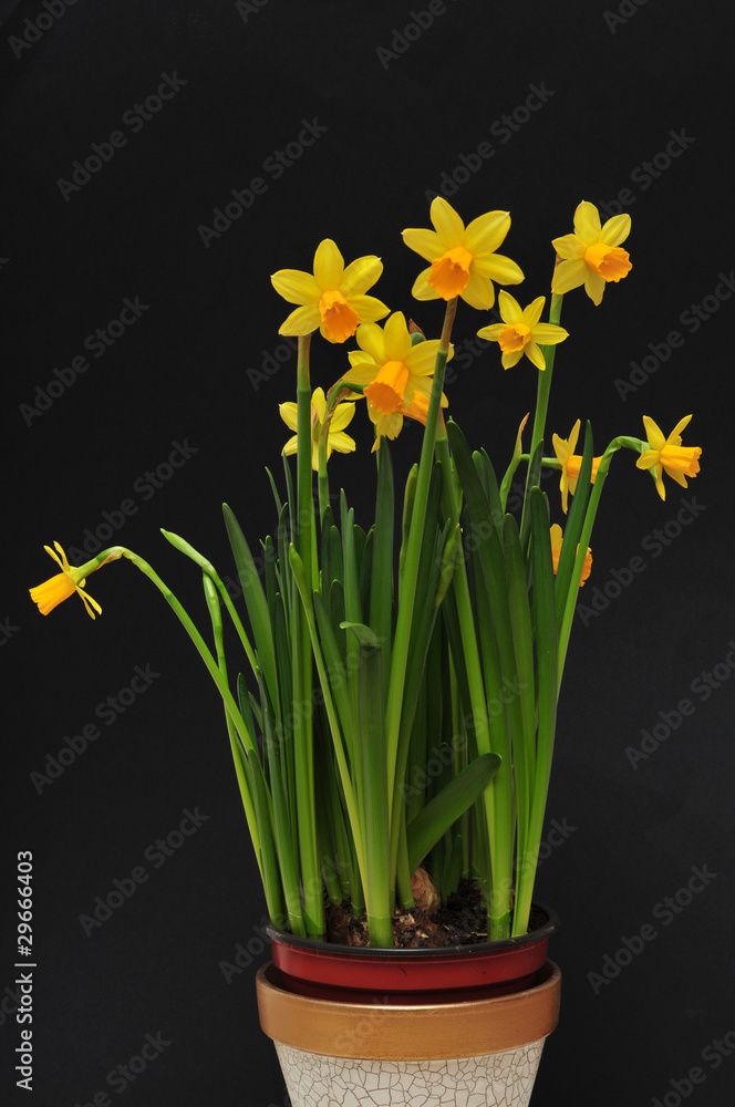 Narcissus in pot Narcissus in pot