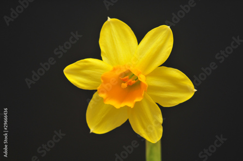 Single head of narcissus