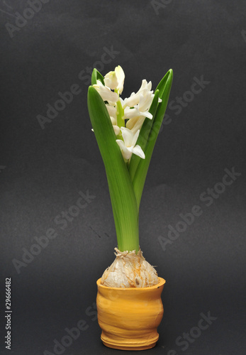 Hyacinth bulb in earthenware pot photo