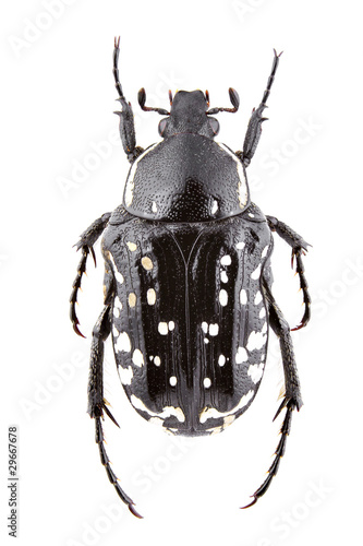 Wallpaper Mural Oxythyrea cinctella Torontodigital.ca