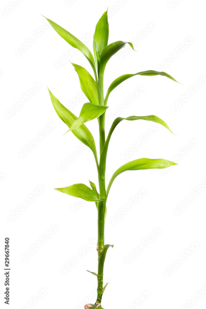 Green bamboo sprout Isolated on white background Green bamboo sprout Isolated on white background