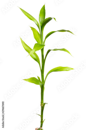 Green bamboo sprout Isolated on white background