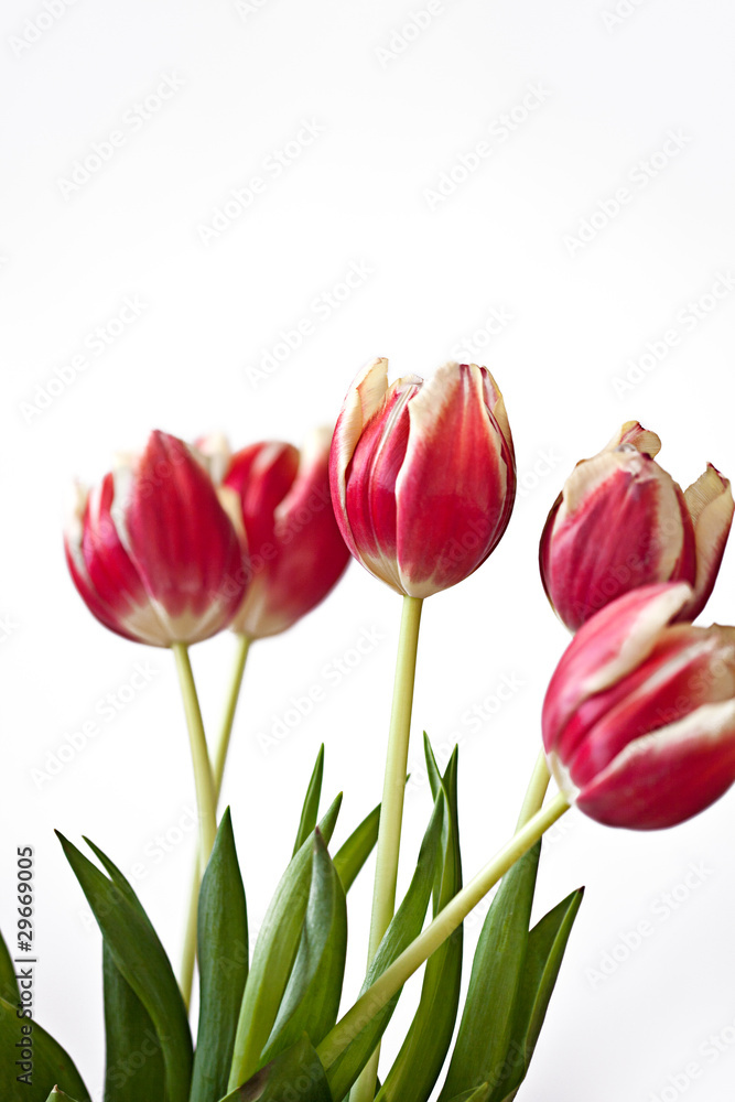 Obraz premium Tulpe