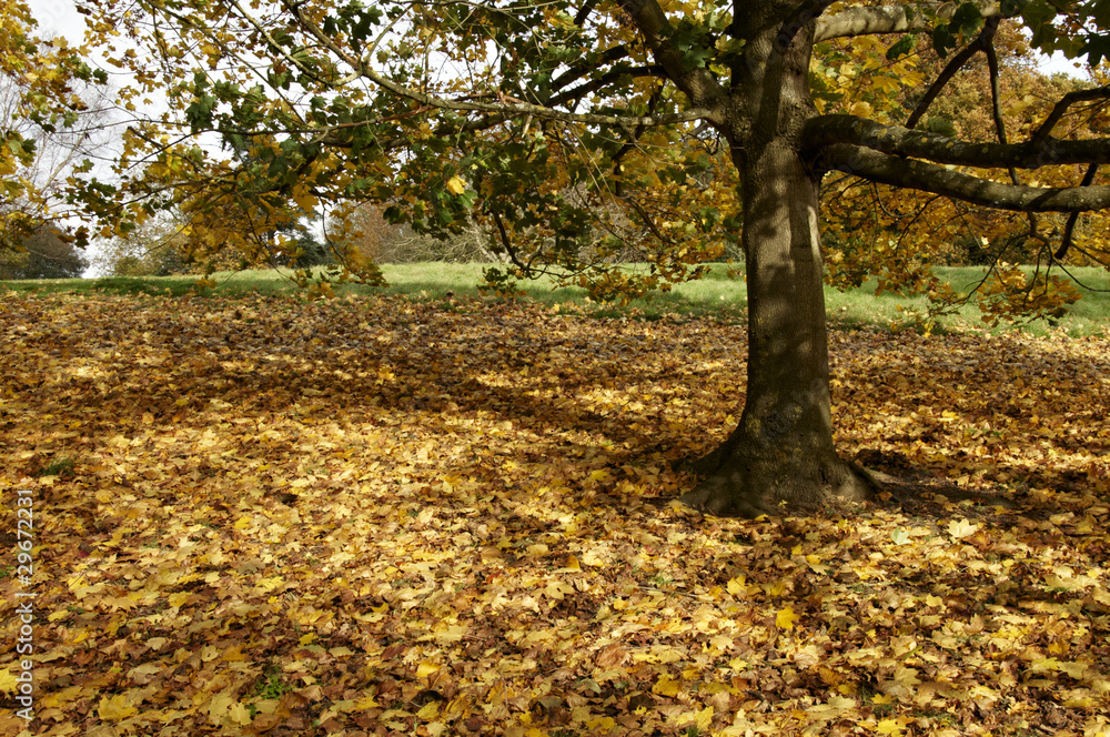 Autumn park Autumn park