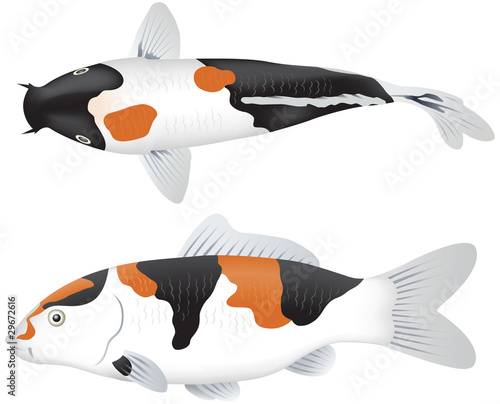 Koi Carp plan view  and elevation
