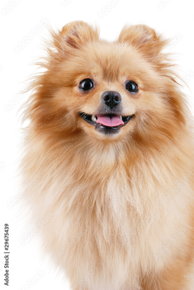 Obraz premium Smiling pomeranian dog.
