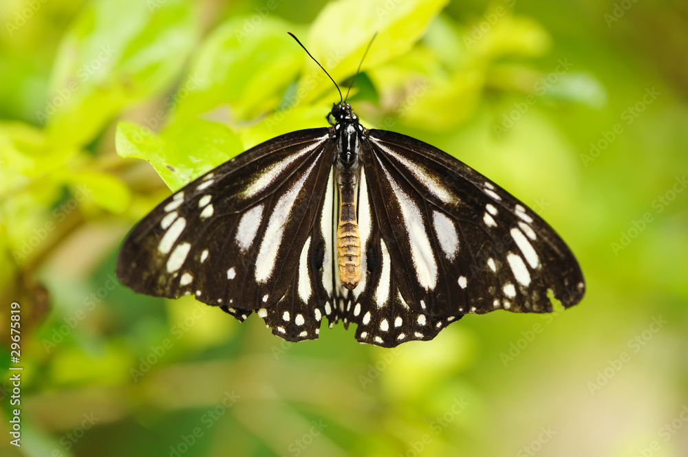 Naklejka premium Butterfly