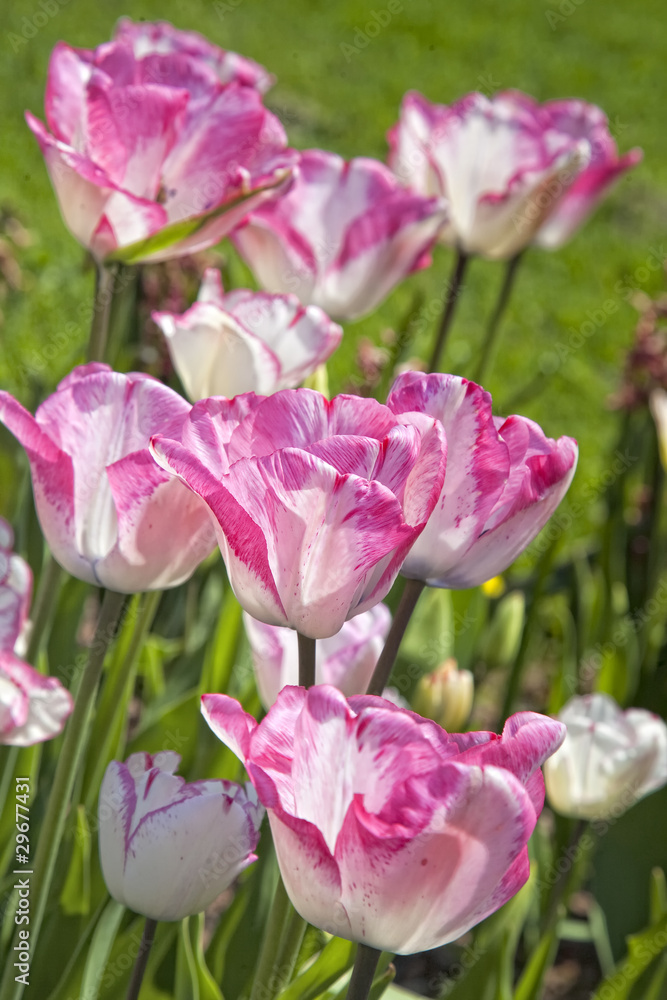 Fototapeta premium Pink and White Tulips