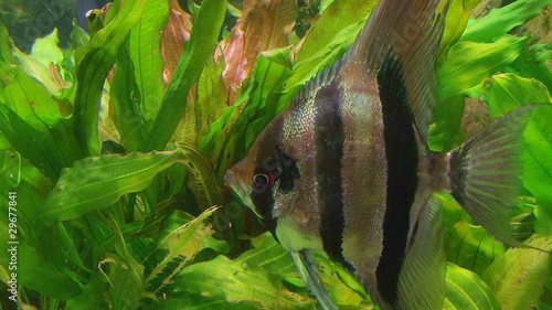 Angelfish in Aquarium 02