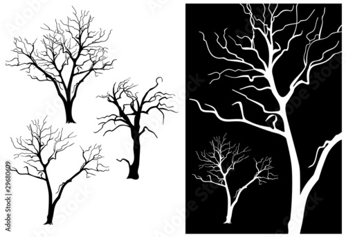 Garden trees silhouettes