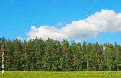 Dense wall of forest trees
