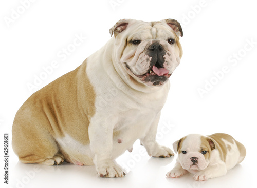 mother and puppy