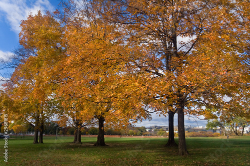 Yellow Orange Autumn Fall Trees Washington DC