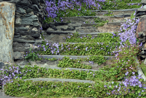 Campanula on stone steps behind Barmouth, North Wales
