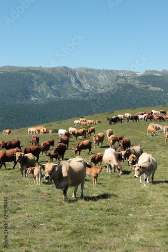 Troupeau de vaches,Pyrénées orientales