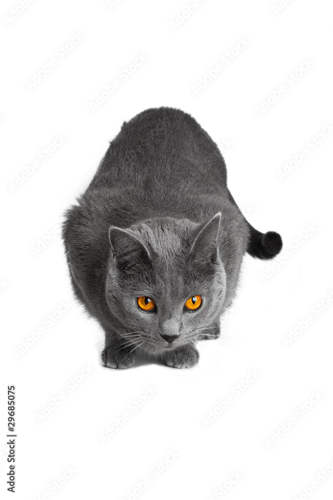 Chat Chartreux Stock Photo Adobe Stock