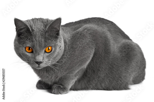 chat chartreux photo