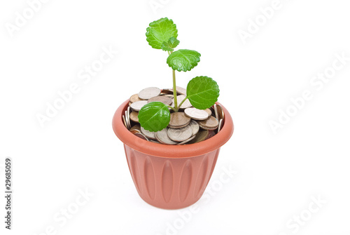 Seedling growing in money © Dmitriy Syechin