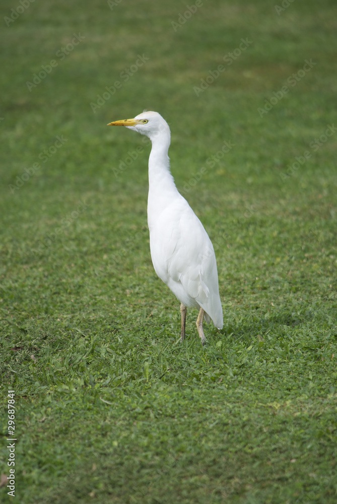 Egretta in Jamaica