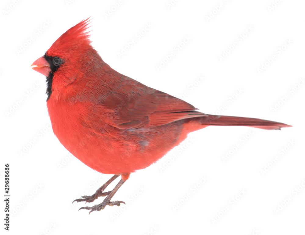 Obraz Northern Cardinal, Cardinalis cardinalis, isolated