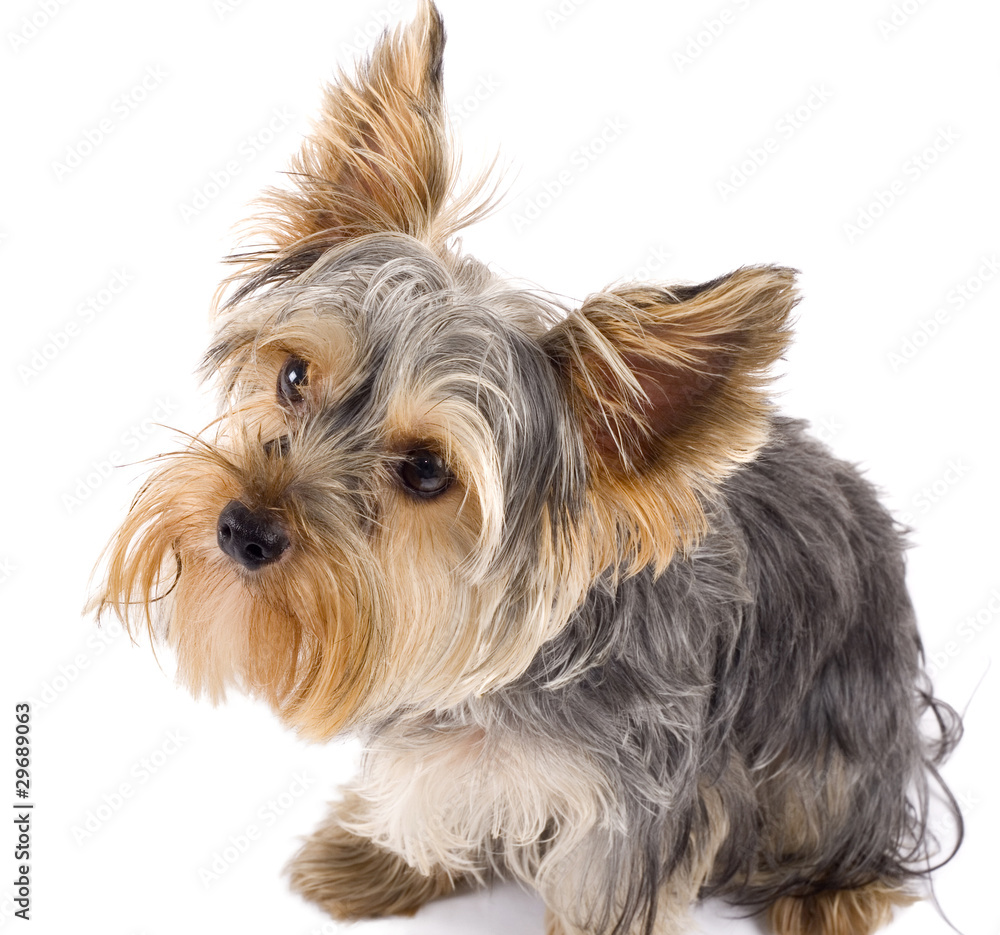 Adorable Yorkshire Terrier dog looking up Adorable Yorkshire Terrier dog looking up