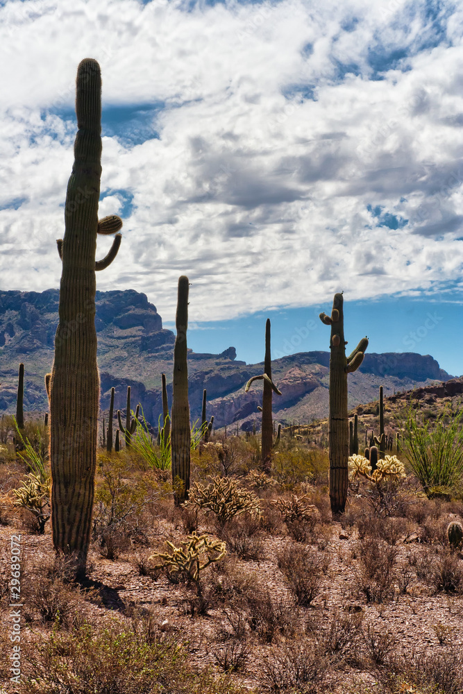Saguaros in the Organ Pipe Cactus National Monument