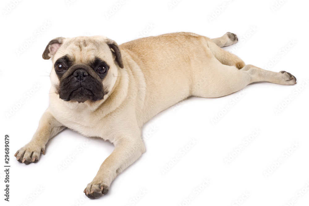 pug lying on a white background