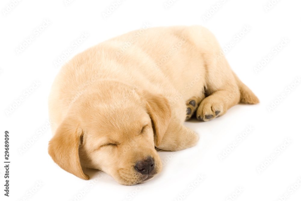 Sleeping Labrador retriever puppy Sleeping Labrador retriever puppy