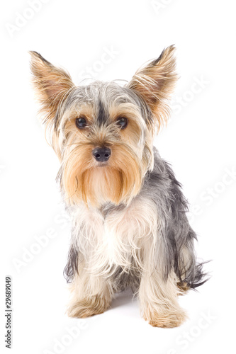 cute Yorkshire Terrier in front of a white background