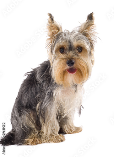 Yorkie puppy isolated on white