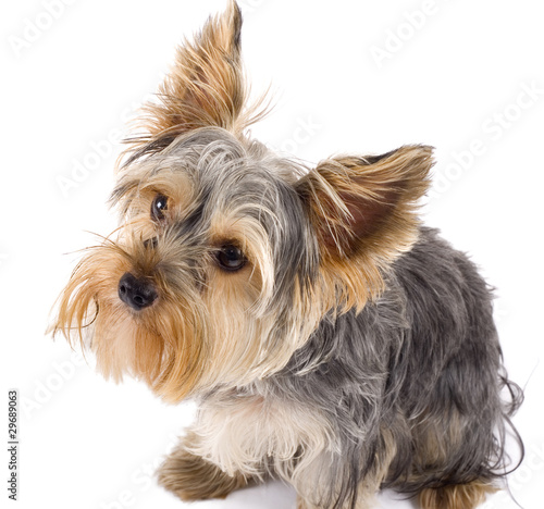 Adorable Yorkshire Terrier dog looking up