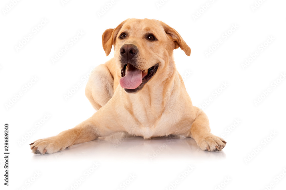 Happy Retriever Labrador