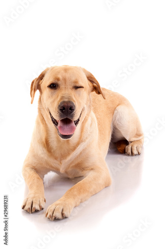 winking labrador retriever