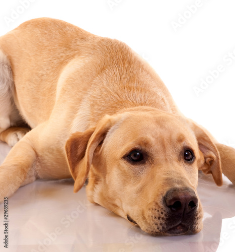 sad looking  Labrador retriever
