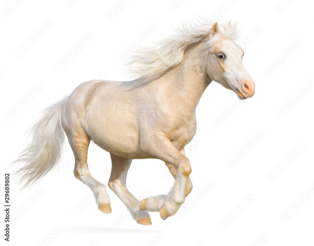 Welsh pony gallops