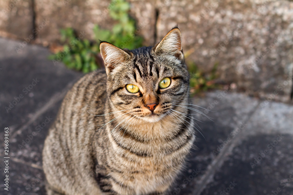 カメラ目線の子猫