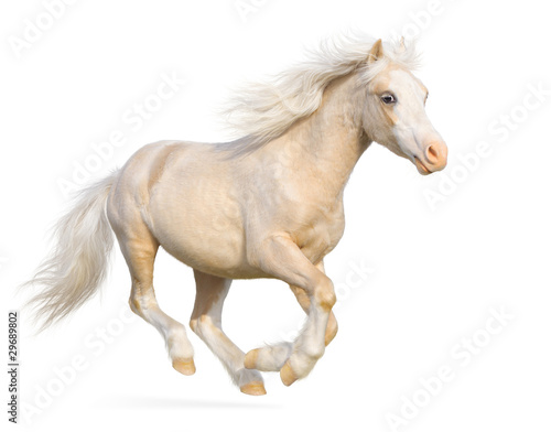 Canvas Print Welsh pony gallops
